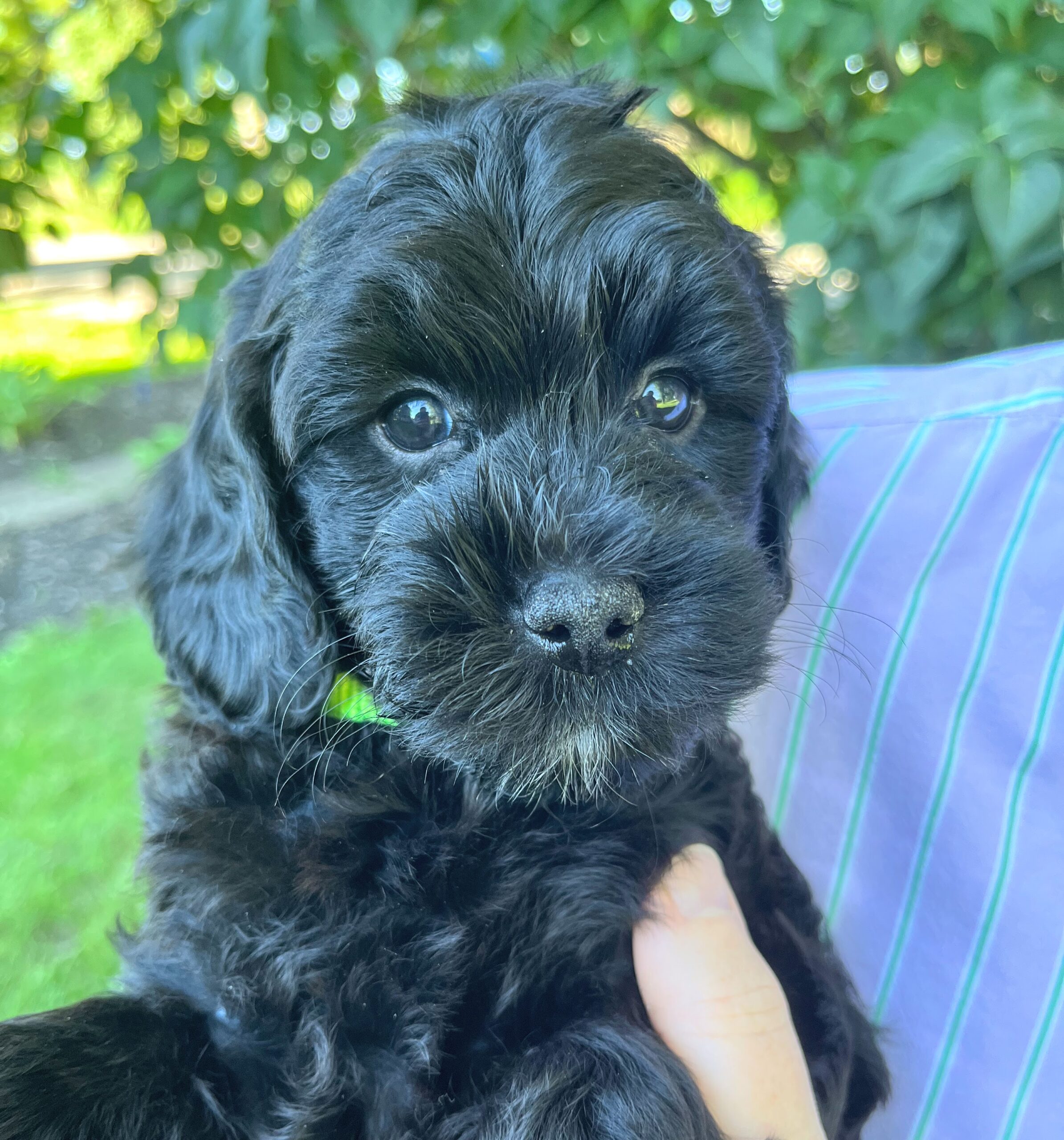 Coconut F 6 wks 3-3