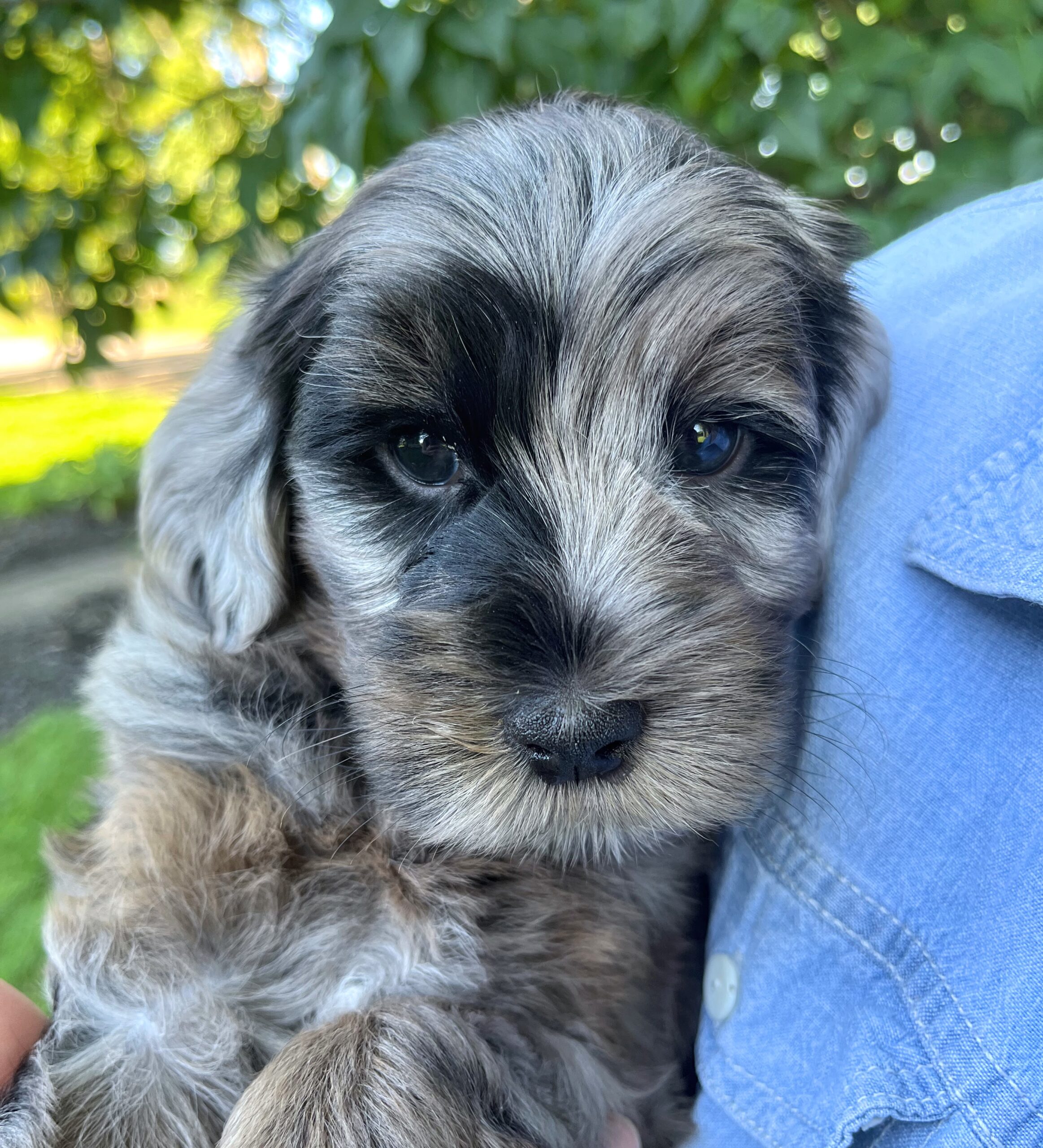 Macadamia M 6 wks 2-3