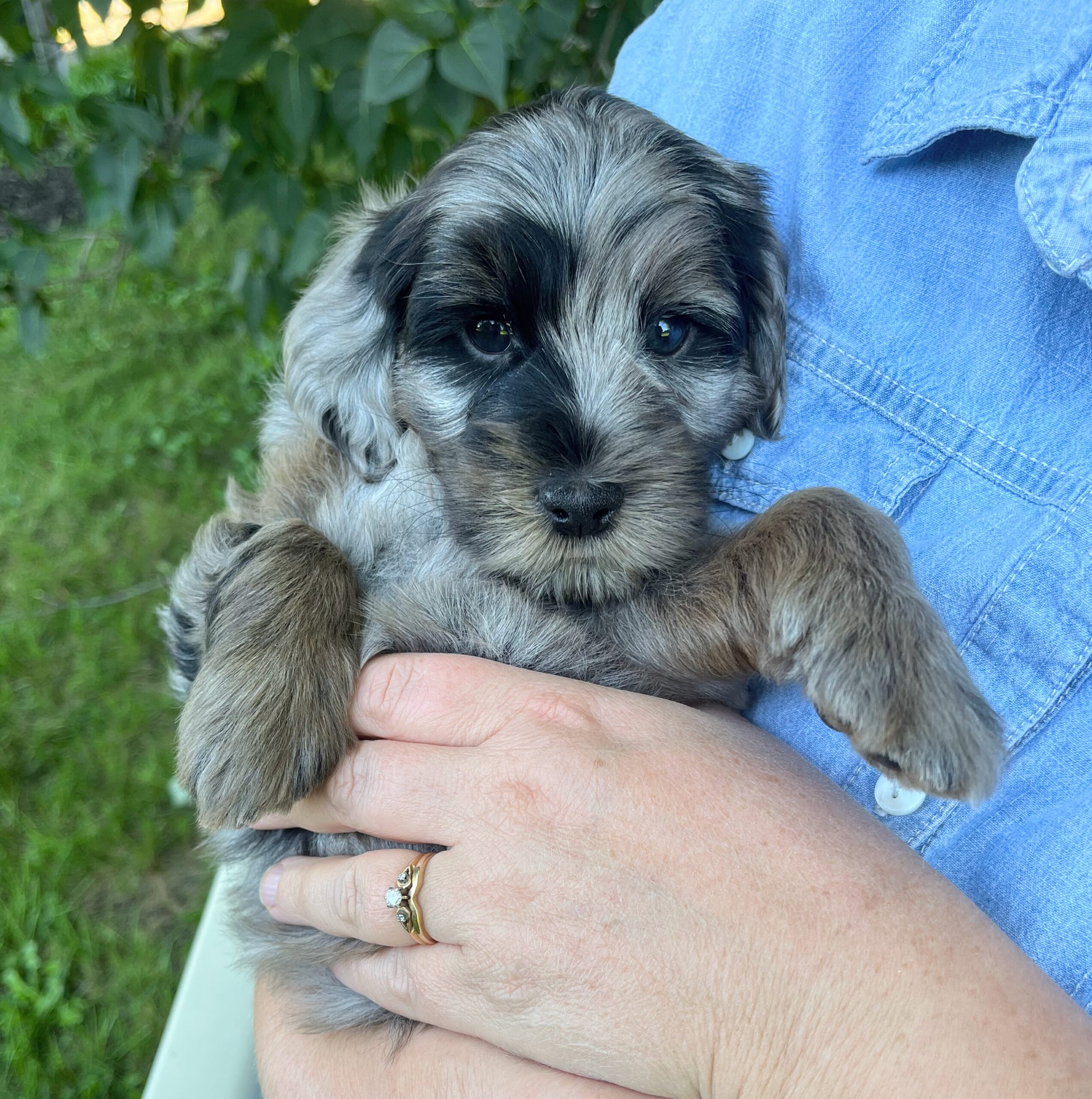 Macadamia M 6 wks 3-3
