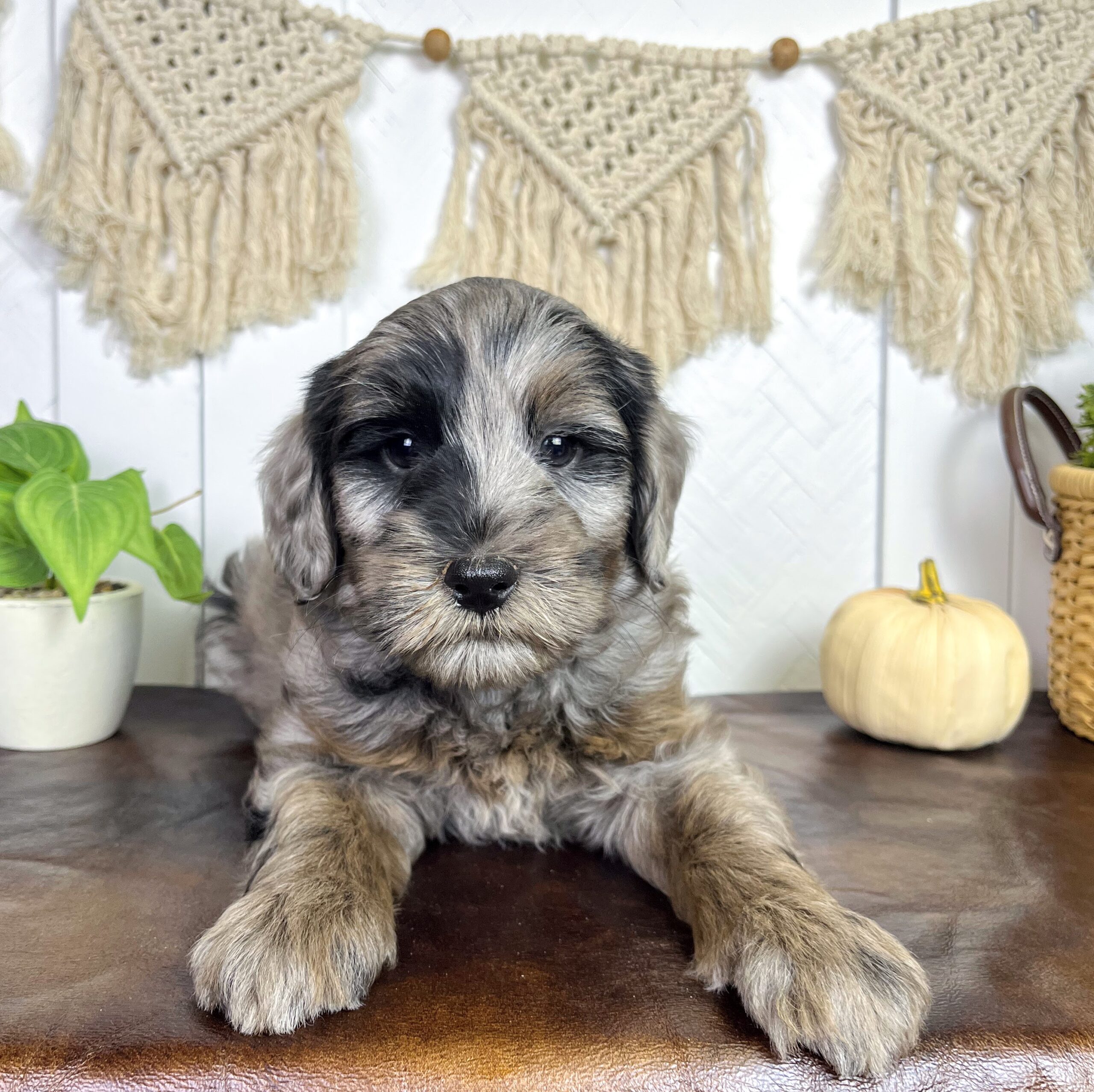 Macadamia M 7 wks 2-3