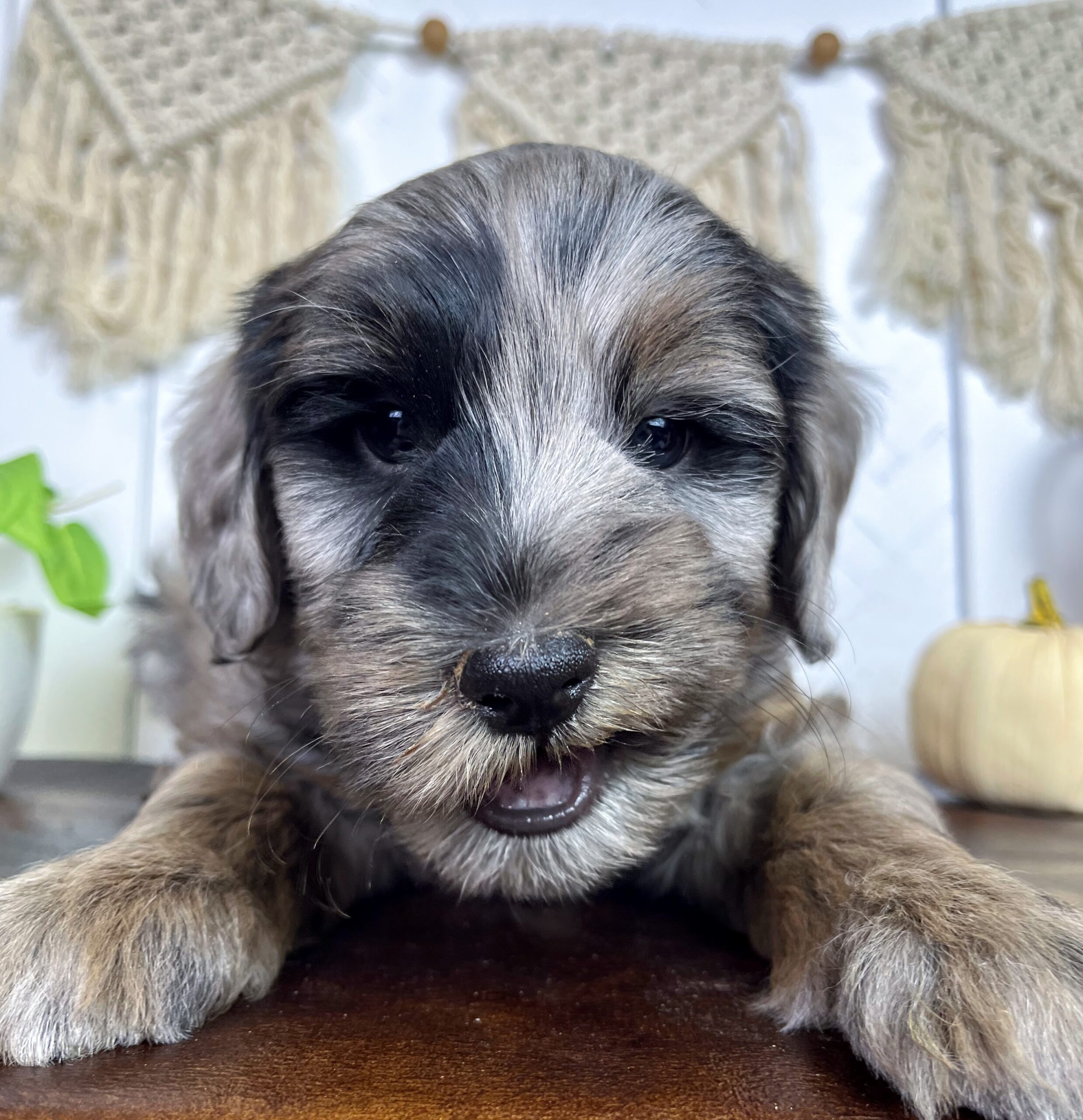 Macadamia M 7 wks 3-3