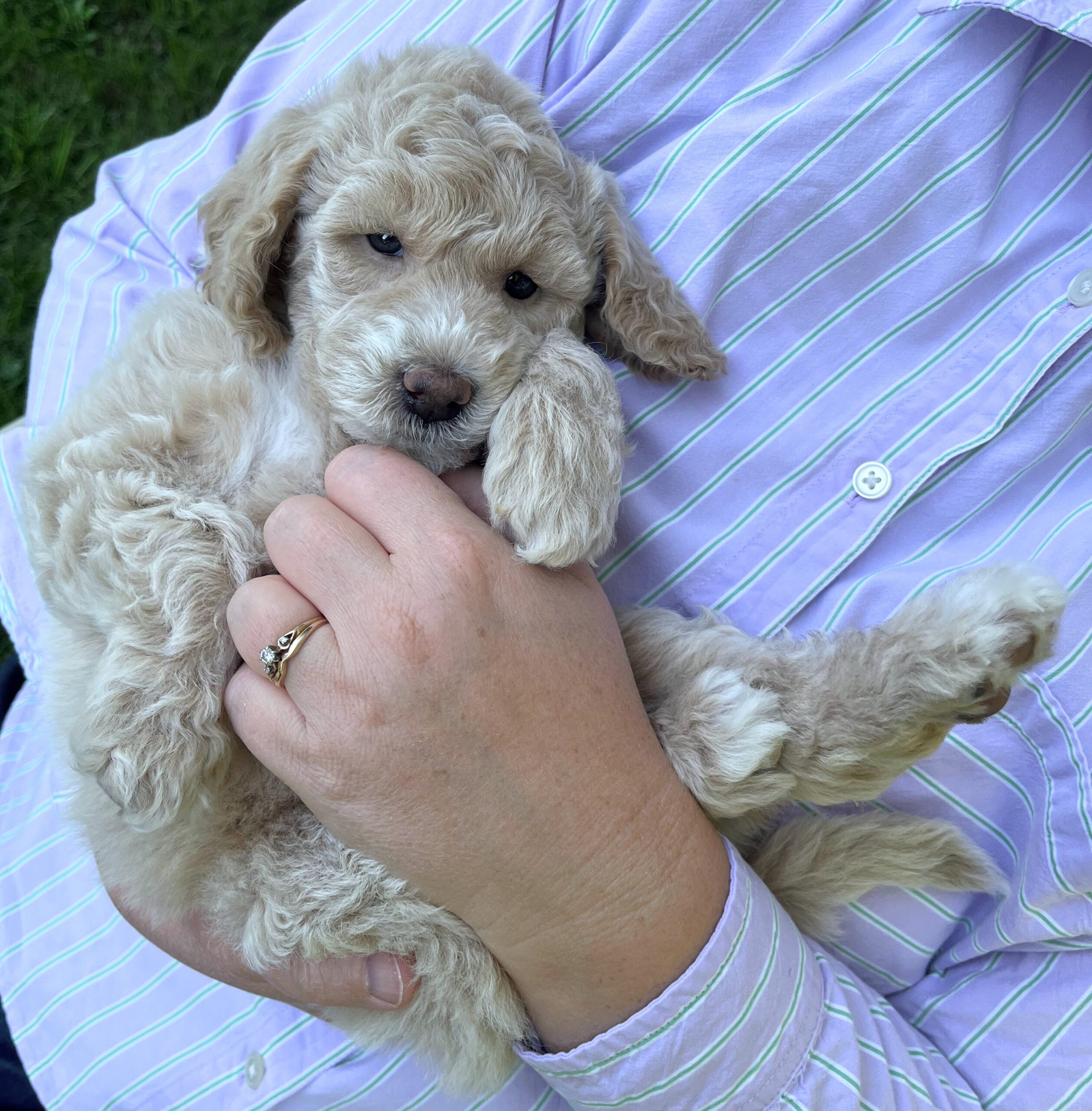 Pistachio F 6 wks 2-3