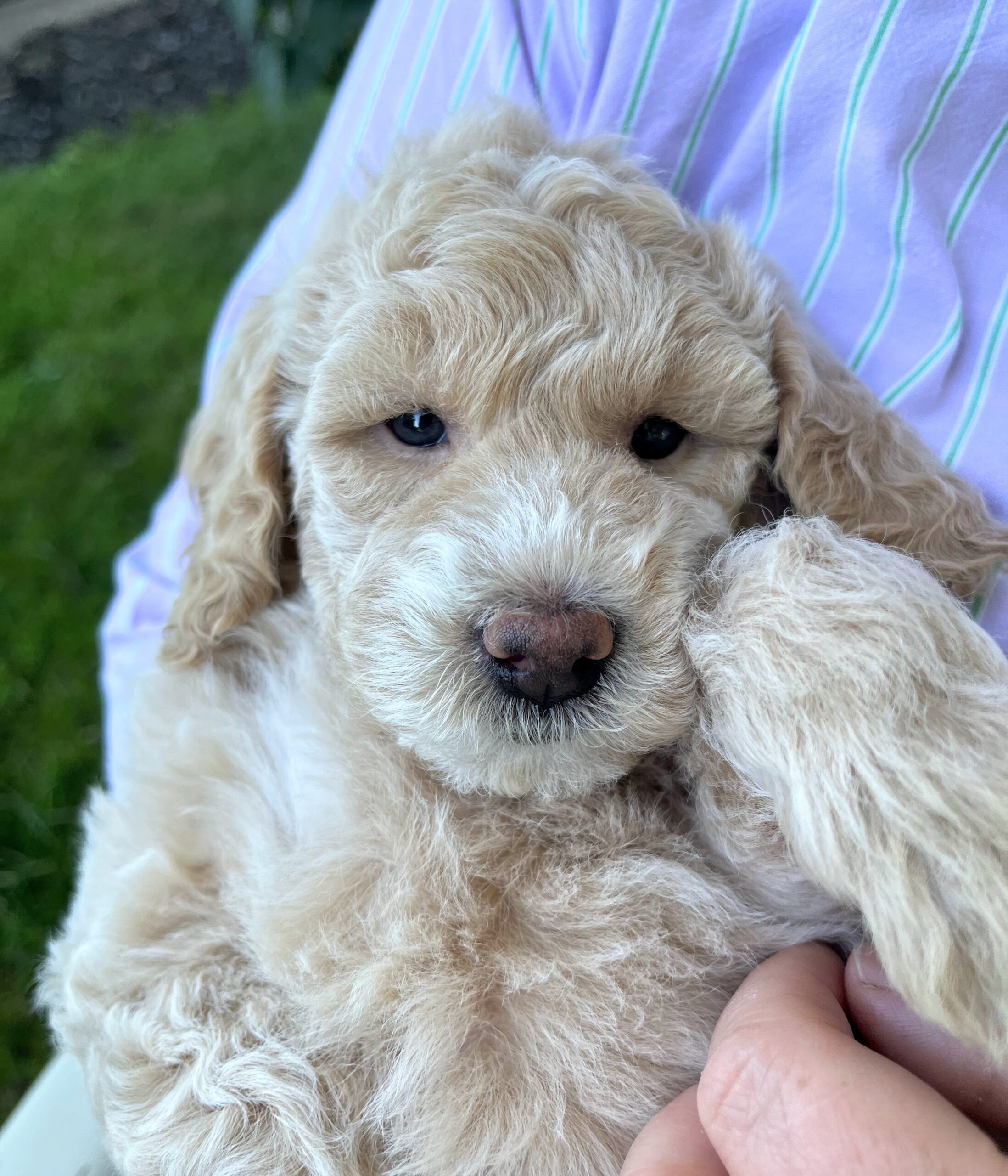 Pistachio F 6 wks 3-3