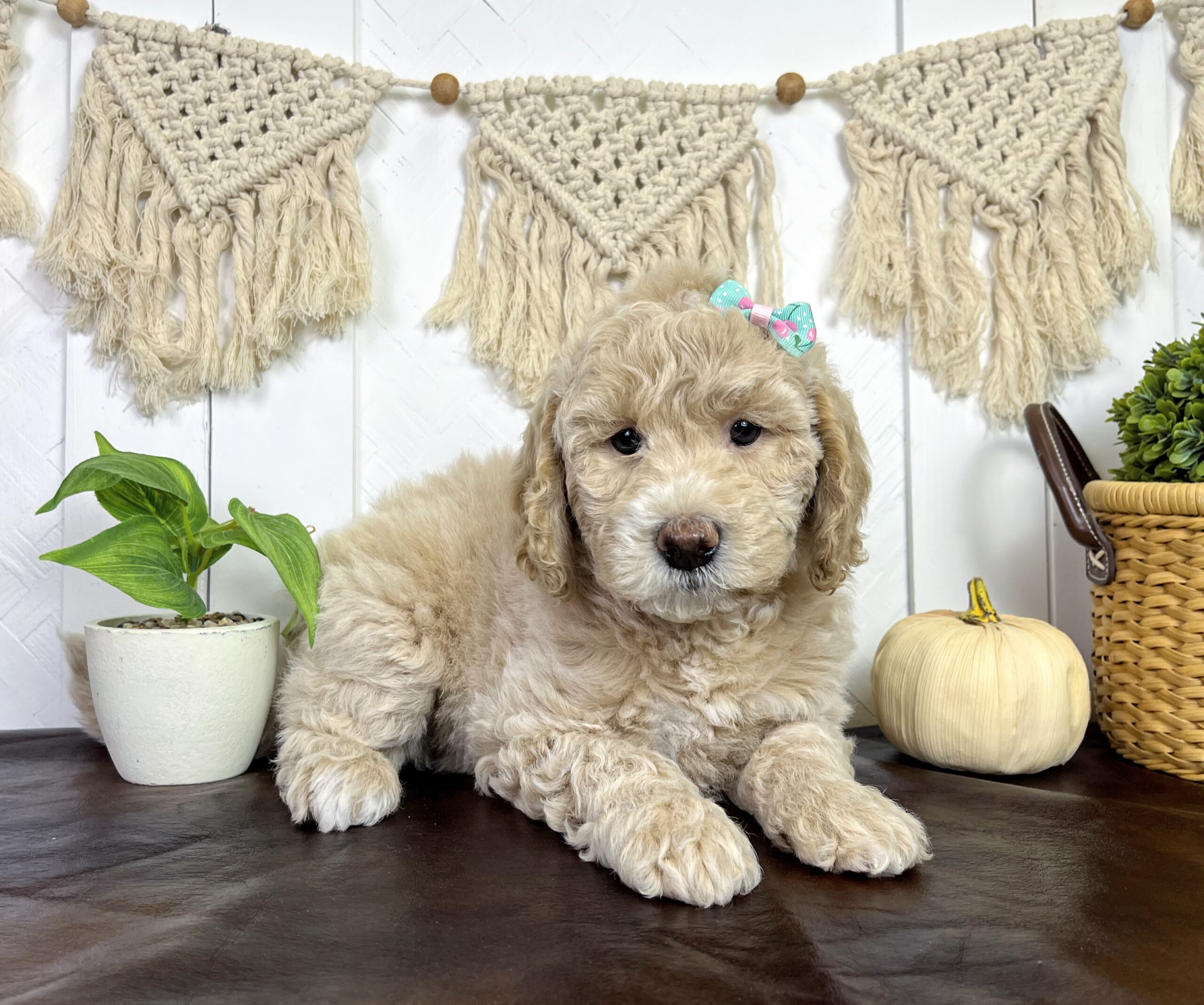 Pistachio F 7 wks 3-3